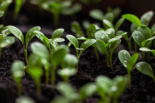 seedlings-7110591_640.jpg