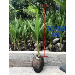 พันธุ์มะพร้าวน้ำหอมต้นเตี้ย